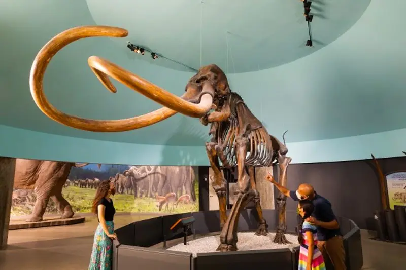 La Brea Tar Pits and Museum
